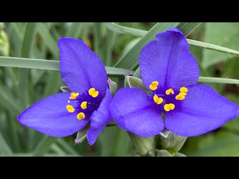 Hey Kim! First look at the June garden!