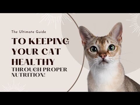 6 The Ultimate Guide to Keeping Your Cat Healthy Through Proper Nutrition!