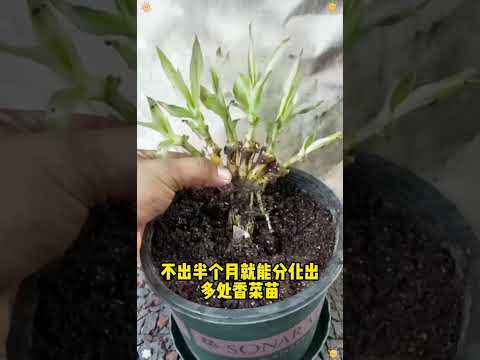 Easily grow your own banana plant #gardeningtips #vegetables #gardentips #plantingtips #gardening