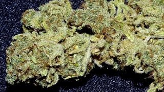 Newspaper Can't Find Anyone Against Pot