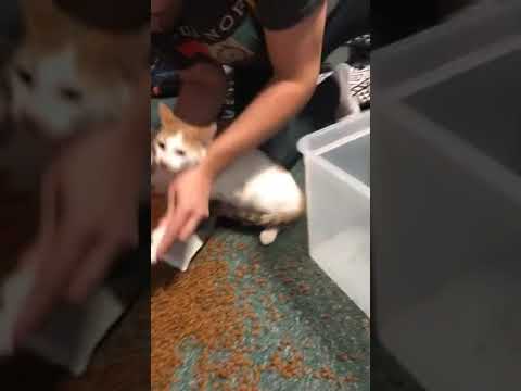 הבחור הזה מצא דרך יצירתית להעניש את החתול שלו שעשה בלאגן