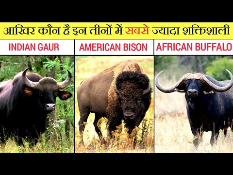 Indian Gaur vs American Bison vs  African Buffalo fight in hindi ll power comparison ?