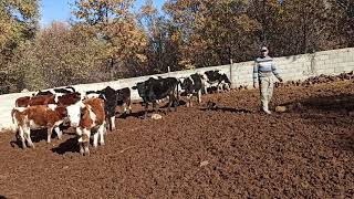 Konya’da besiciler zorda 