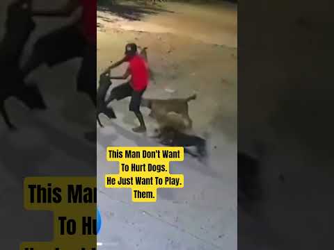 this Man Just want to play with dogs. #dogs #petlover #shorts