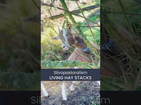 Got goats? Feed 'em trees! #permaculture #goats #DavidHolmgren #RetroSuburbia