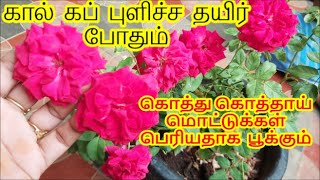 எல்லா செடிகளிலும் அதிகமான மொட்டுக்கள் பூக்கள் பெரியதாக பூக்க டானிக் | natural tonic grow more roses