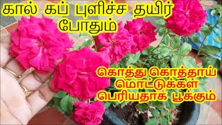 எல்லா செடிகளிலும் அதிகமான மொட்டுக்கள் பூக்கள் பெரியதாக பூக்க டானிக் | natural tonic grow more roses