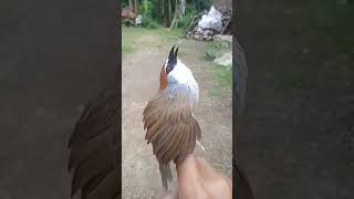 Download lagu kaso kaso super jinak mp3