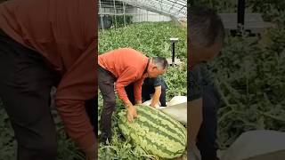 This farmer grows giant watermelons using a surprising technique