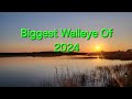Video Thumbnail for Biggest Walleye Of 2024
