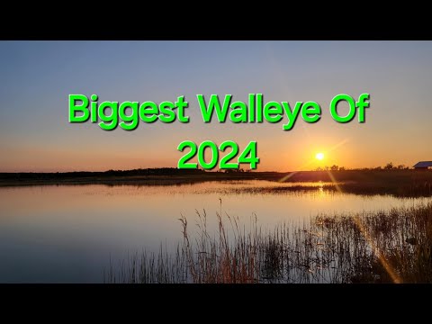 Video Thumbnail for Biggest Walleye Of 2024