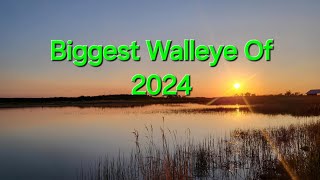 Biggest Walleye Of 2024