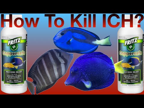 How To Kill SaltWater Ich: The Safe and Easy Way #ich Frits copper safe