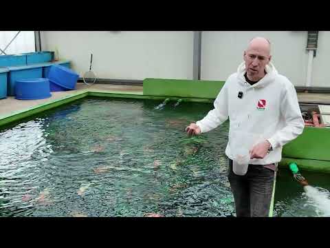 🎥 Tell me, Harald – Episode 2: Parent animals, grandparents and backcrossing