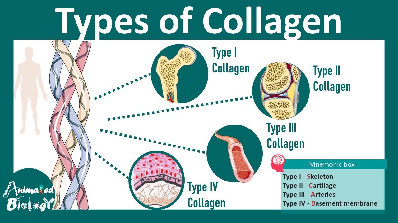 Types of collagen and their distribution | Collagen and disorders | USMLE step 1