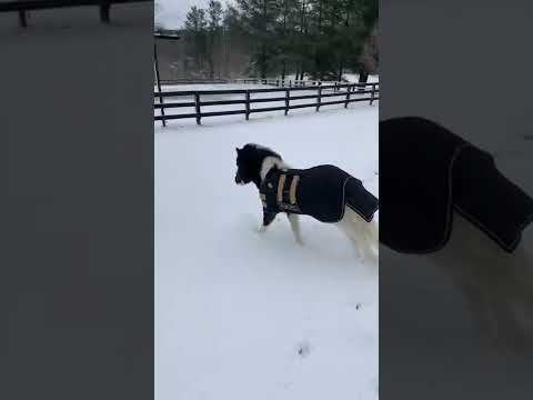 Lochlann’s snow zoomies
