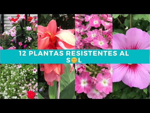 , title : '12 planta RESISTENTES al sol directo | FLORES para SOL directo'