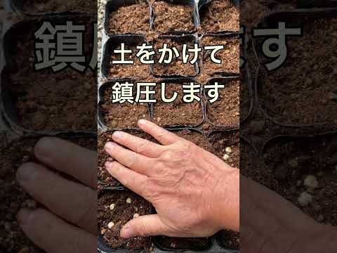 いつ、どのようにエンドウ豆を地面に蒔くのですか？ 2月に種まきを始めてもいいでしょうか？  庭園