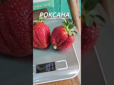 фото саженцы клубники 0