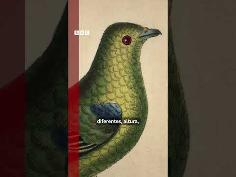 Como pombos ajudaram Darwin a entender a evolução