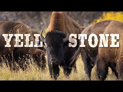 ULTRA HD VIDEO: Experience Yellowstone Like Never Before