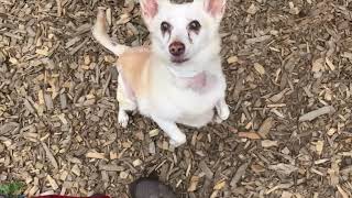 Video of Mango fka Buddy