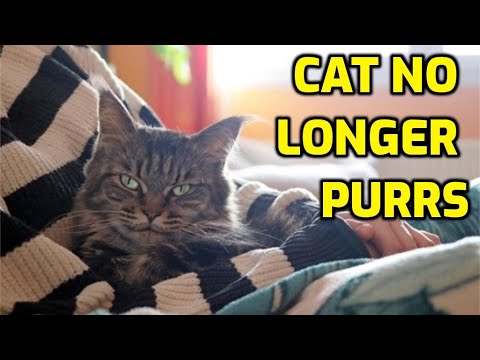 Why Do Cats Suddenly Stop Purring?