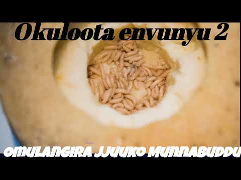 Okuloota envunyu 2 - Omulangira Jjuuko Munnabuddu