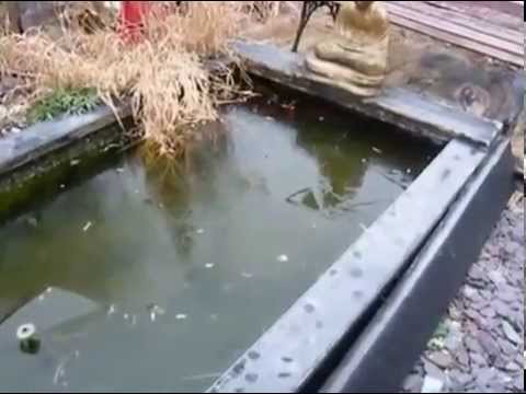 Cat funny fail fhising