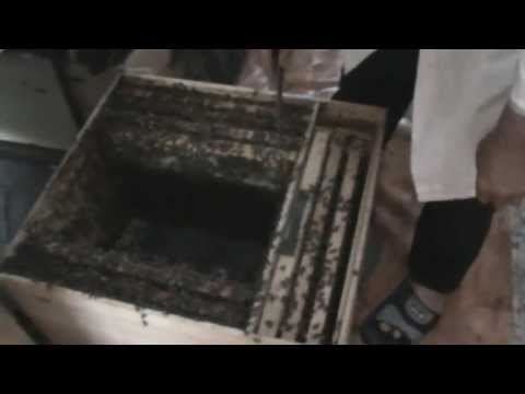 2. Organic beekeeping - We extract acacia honey from the Bio Stup pavilion and inspect the nest 2/2