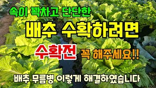 속이 꽉차고 단단한 배추 수확하려면 수확전 꼭! 해주세요 배추무름병 이렇게 극복했습니다 #배추농사 #배추물주…