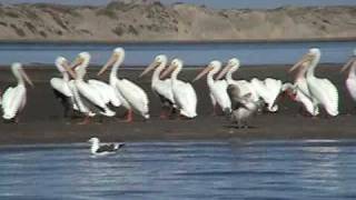 preview picture of video 'Avistamiento de aves en Bahía Magdalena'