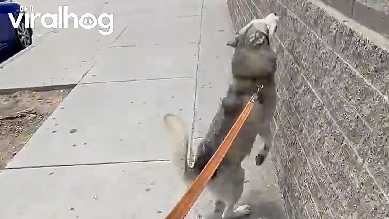 Indy the Husky Likes to Find His Own Path || ViralHog