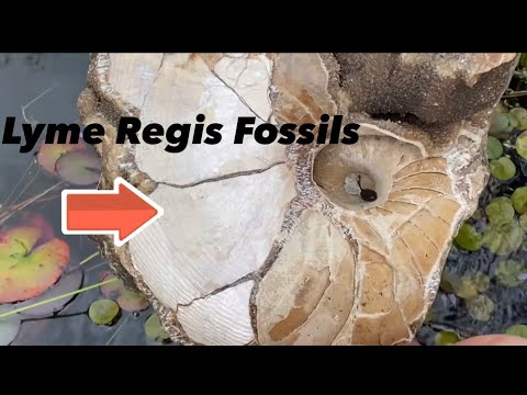 We Are More Closely Related To This Fossil, Than We Are Jelly Fish