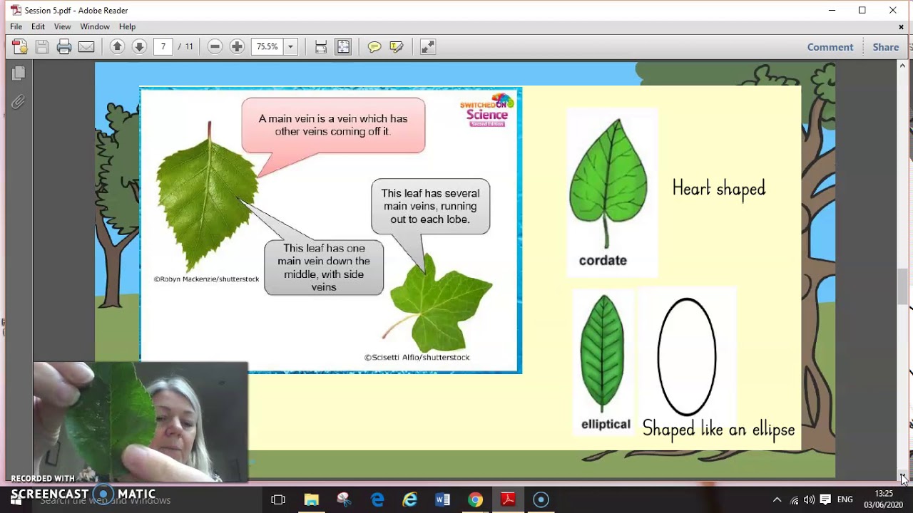 Year 4 Week 12 Science -  Classifying leaves