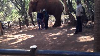 preview picture of video 'The Elephant Sanctuary - John & Alexandra touching an Elephant'