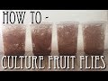 How to culture Fruit Flies (Drosophila Melanogaster) - Max's Jungle How to culture Fruit Flies (Drosophila Melanogaster)