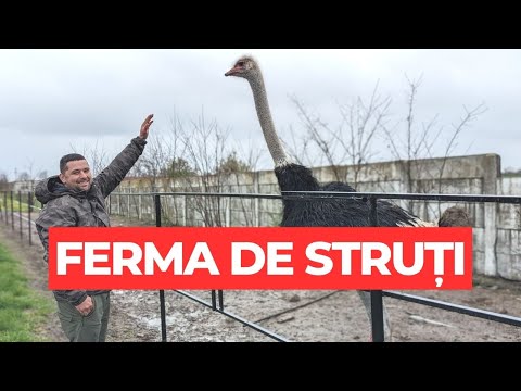 În ferma de struți de la Teremia Mare