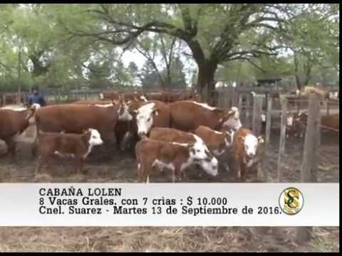 13-09-16 Venta de Vacas con crìa - Cabaña Lolen - Coronel Suarez.