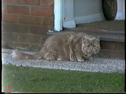 13.8.1993 ENGLAND   6ª parte