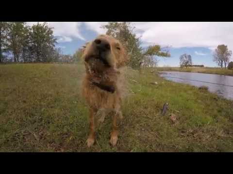 Goldie dock dives @ The Canebrake - Oct 25, 2015