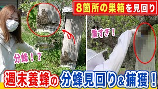 【ルーティーン】ミツバチハンター！養蜂家の春の忙しい一日