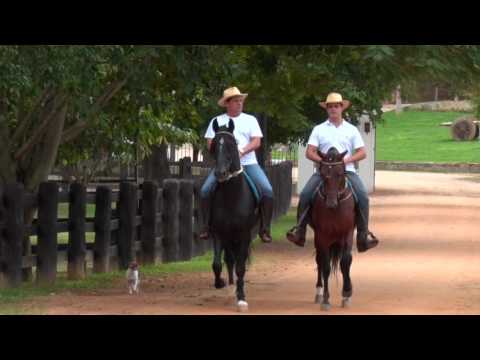 Mangalarga Marchador TV - 400