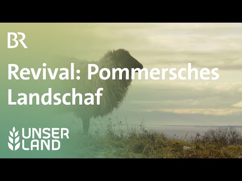 Das Revival des Pommerschen Landschafs | Unser Land | BR Fernsehen