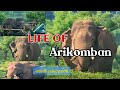 Life Of Arikomban Status Video KGF Editing Kerala Arikomban Elephant