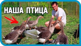 ИТОГИ ЛЕТА: НАШЕ ВЕСЁЛОЕ ХОЗЯЙСТВО. ПТИЦА!