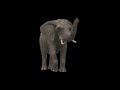 Elephant Trumpets Growls Sound Effect