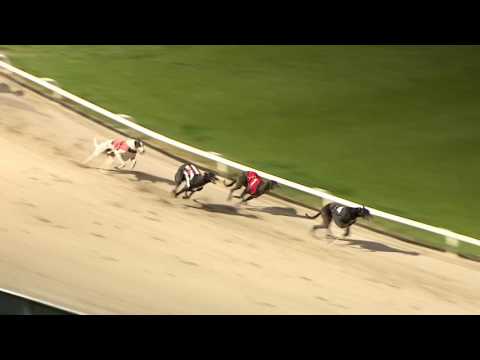 2017 STAR SPORTS DERBY - ROUND 1 HEAT 30 - PRICELESS BRANDY