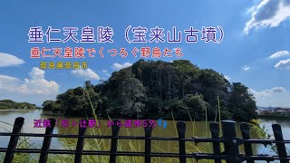 【宝来山古墳】垂仁天皇陵でくつろぐ野鳥たち。#癒し #自然 #野鳥 #風景 #奈良