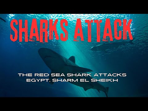 The Red Sea Shark Attacks, Sharm El Sheikh Egypt  - Documentary